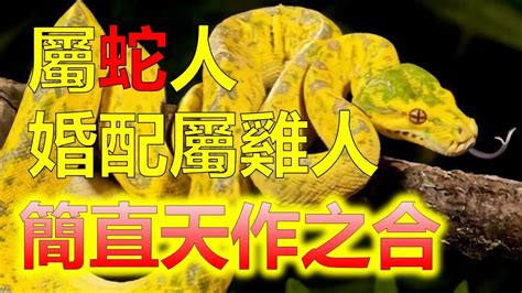 蛇和虎合嗎|屬虎和屬蛇的合不合 緣分尚淺矛盾重重